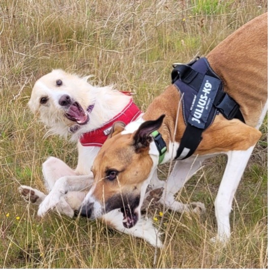 sam paws for a snack