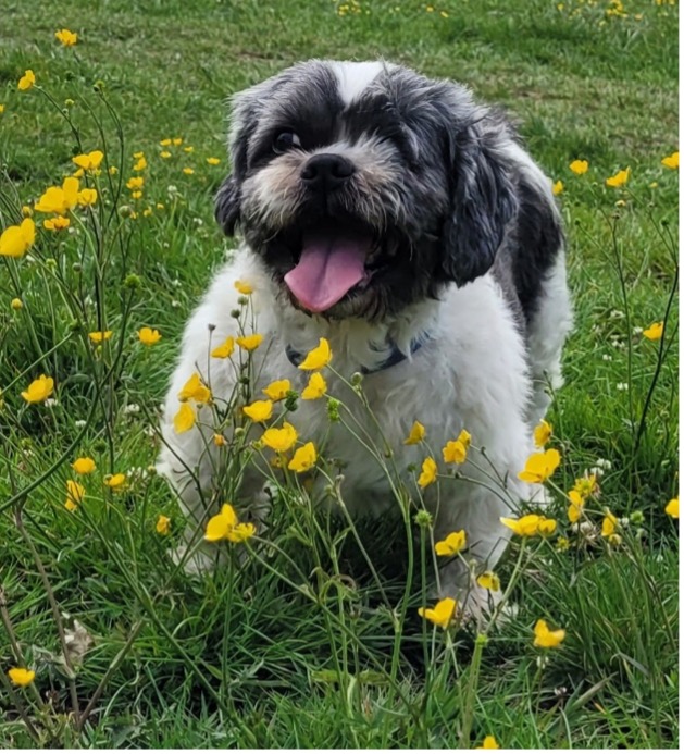 sam paws for a snack